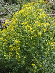 Senecio eremophilus