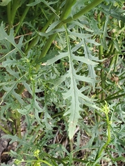 Senecio eremophilus
