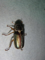 Dichelonyx linearis