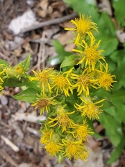 Oreochrysum parryi
