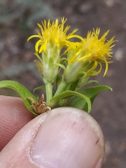 Oreochrysum parryi