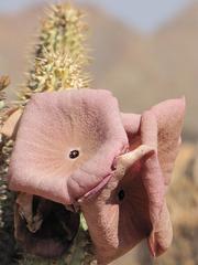 Ceropegia gordonii image