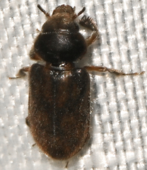 Heterocerus fenestratus