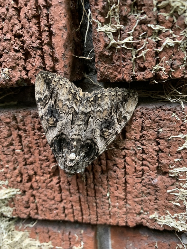 Penitent Underwing from Ingersoll Ave, Woodstock, ON, CA on August 21
