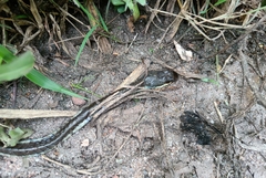 Dendrelaphis