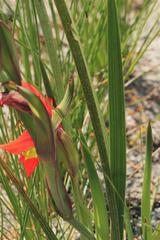 Gladiolus pulcherrimus