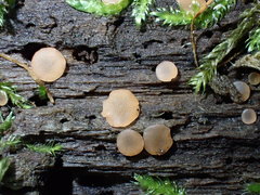 Orbilia luteorubella