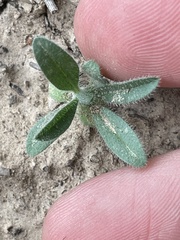 Cryptantha crassisepala