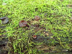 Orbilia luteorubella