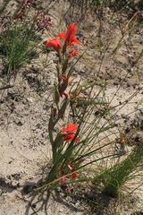 Gladiolus pulcherrimus