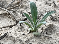 Cryptantha crassisepala