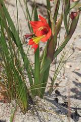 Gladiolus pulcherrimus