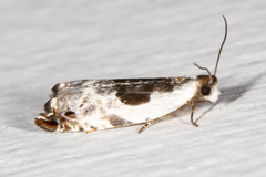 Ancylis nubeculana