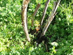 Leucadendron macowanii