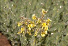 Crotalarieae