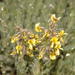 Euchlora hirsuta - Photo (c) peterweston,  זכויות יוצרים חלקיות (CC BY-NC)