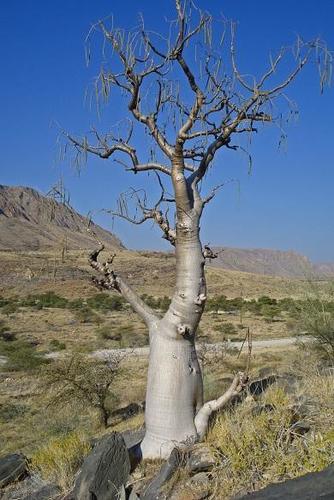Moringa ovalifolia Dinter & Berger