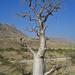 Moringa ovalifolia - Photo (c) juddkirkel, algunos derechos reservados (CC BY-NC)