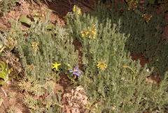 Crotalarieae