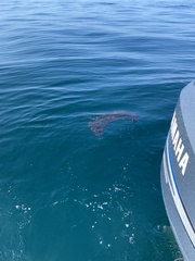 Pteroplatytrygon violacea