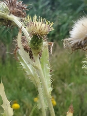 Cirsium parryi