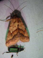 Pyrrhia exprimens
