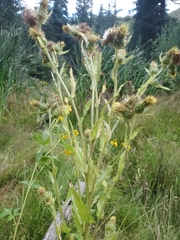 Cirsium parryi