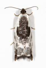 Ancylis nubeculana