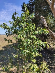 Excoecaria dallachyana