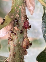 Disholcaspis mellifica