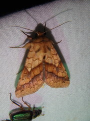 Pyrrhia exprimens