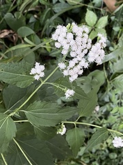 Ageratina altissima
