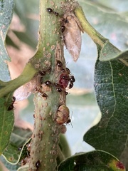 Disholcaspis mellifica