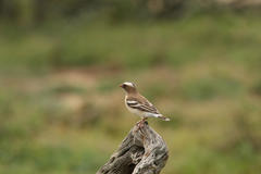 Plocepasser mahali mahali