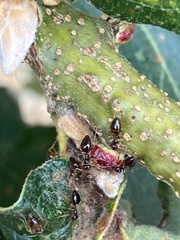 Disholcaspis mellifica