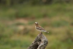 Plocepasser mahali mahali