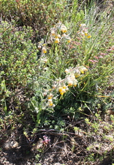 Hermannia althaeifolia