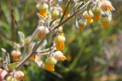 Hermannia althaeifolia