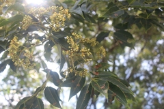 Tetradium glabrifolium