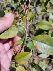 Excoecaria dallachyana