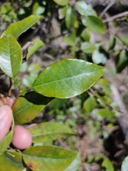 Excoecaria dallachyana