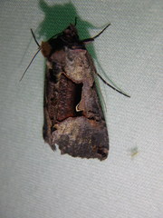 Autographa ampla