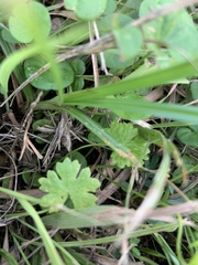 Hydrocotyle batrachium