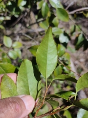 Excoecaria dallachyana