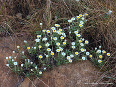 Helichrysum chionosphaerum