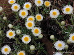 Helichrysum chionosphaerum