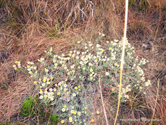 Helichrysum chionosphaerum