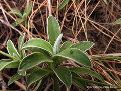Helichrysum chionosphaerum