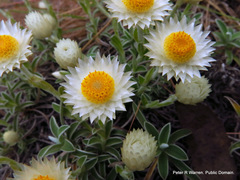 Helichrysum chionosphaerum