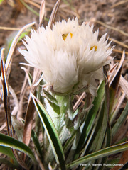 Helichrysum chionosphaerum